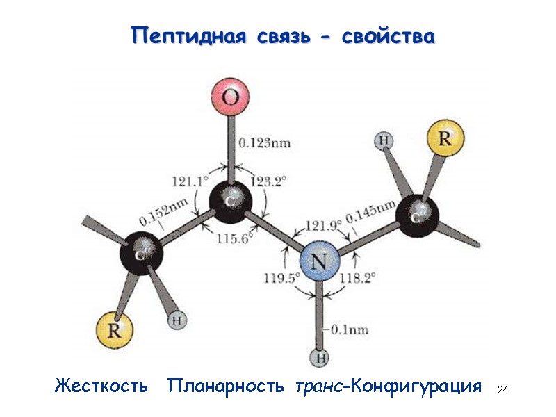 24 Пептидная связь - свойства Жесткость Планарность  транс-Конфигурация